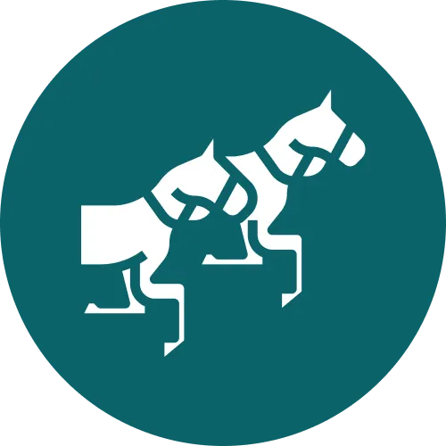 Horse racing fans in Nigeria enjoy the thrill of 22Bet wagers.